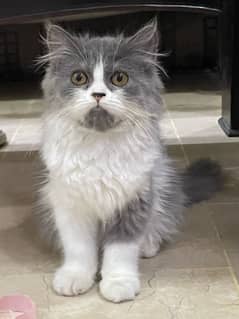 Persian kitten