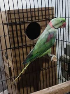 Raw parot Hand tame nai hay