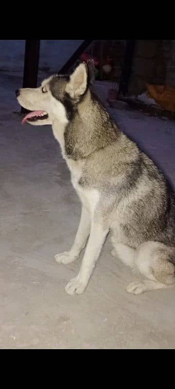 Siberian husky 1