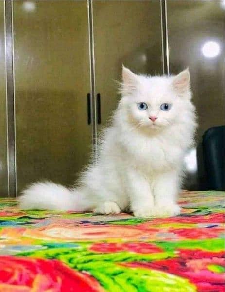 Persian CAD vaccination clear for urgent sale 0326/9200/962 0