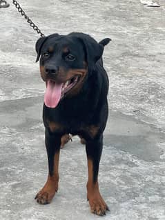 Rottweiler Dog