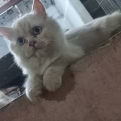 russion female cat for sale