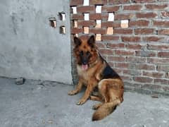 German shepherd confirm breeder female for sale 0