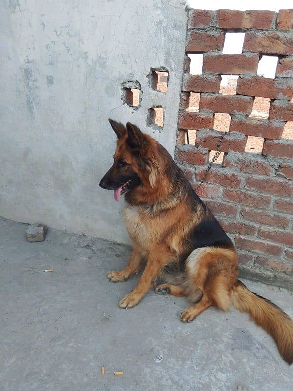 German shepherd confirm breeder female for sale 1