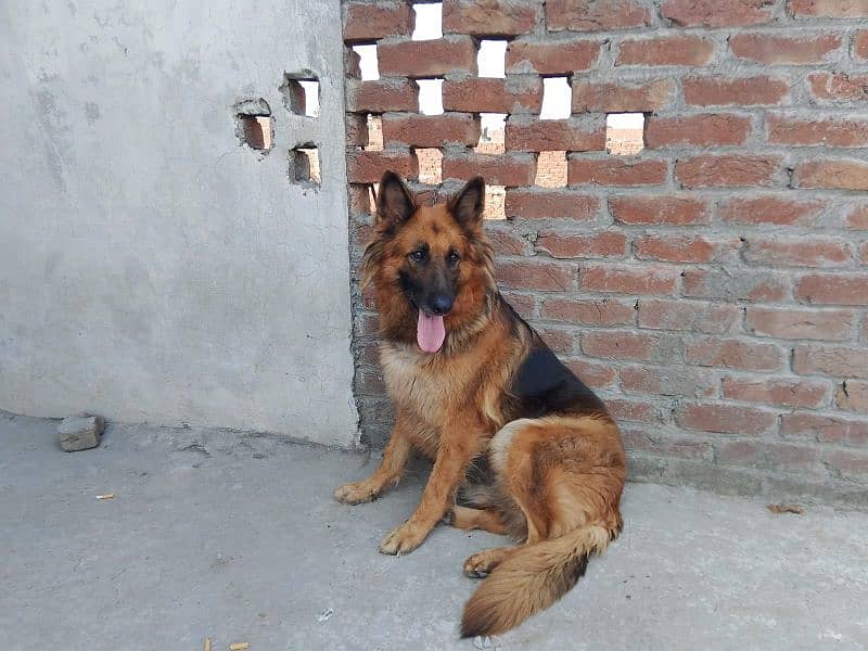 German shepherd confirm breeder female for sale 2