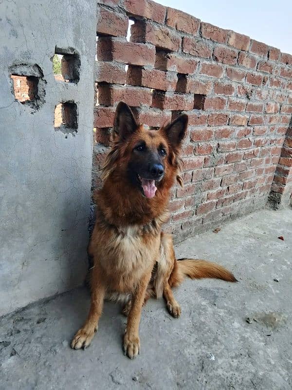 German shepherd confirm breeder female for sale 3