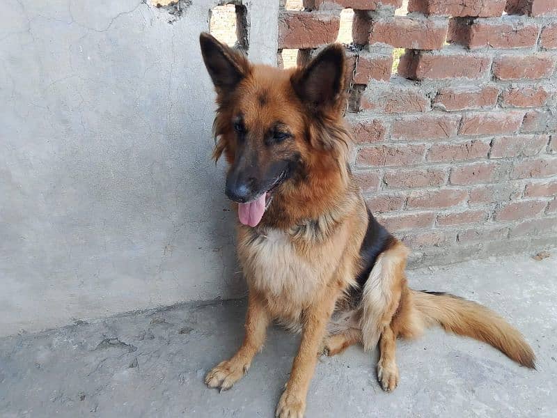 German shepherd confirm breeder female for sale 4