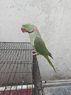 raw parrot with cage