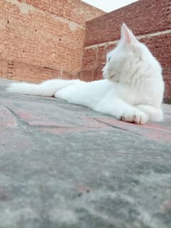 Pure White Male Cat