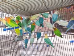 Mix Color Love Bird