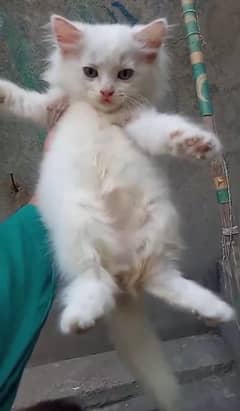 Persian kitten (WhatsApp 03”25”109”47”01)