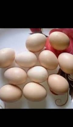 Aseel Eggs for sale 100% fertile hai 03004927358