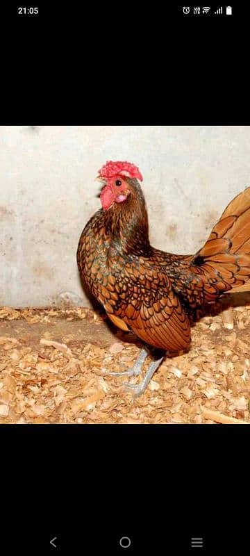 i am selling aseel fancy chiken 0