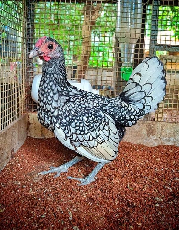 i am selling aseel fancy chiken 1