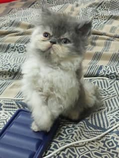 Persian kittens