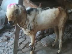 Dase bakra 4sail