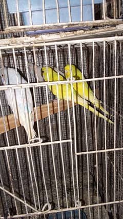 budgie