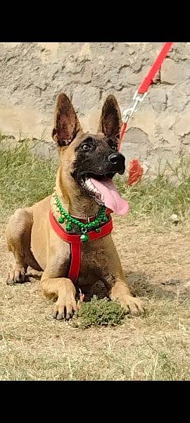 pure milenius male age 4 month  for sale 1