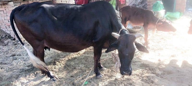 Jersy cross cow for sale 0