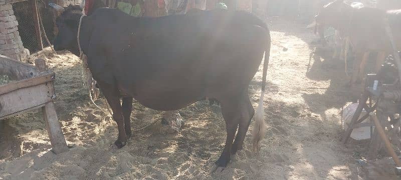 Jersy cross cow for sale 1