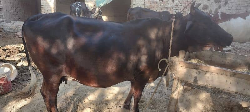 Jersy cross cow for sale 3