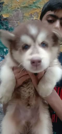 one month male husky