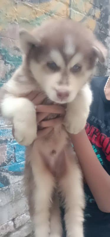 one month male husky 3