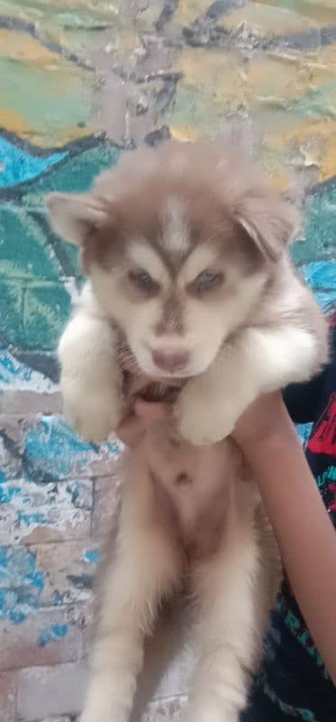 one month male husky 4