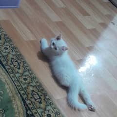 feMale persion kitten for sale