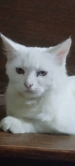 Persian White Cat