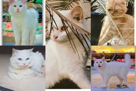 full trained cats male female both available in different breeds also