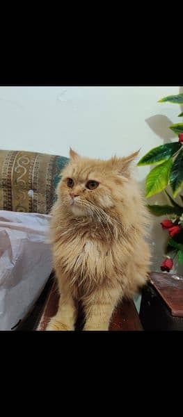 Persian cat 2