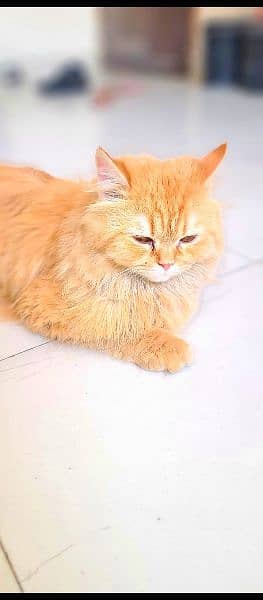 Persian cat 3