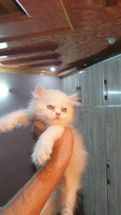 semi punch persian kitten for sale 0