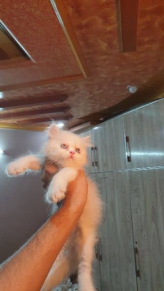 semi punch persian kitten for sale 1