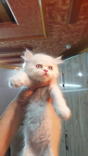 semi punch persian kitten for sale 2