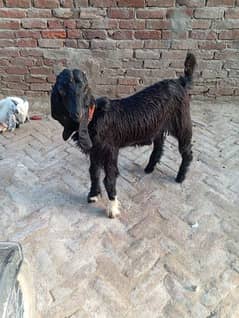 Black Desi Male Goat 0