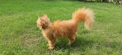 Persian cat