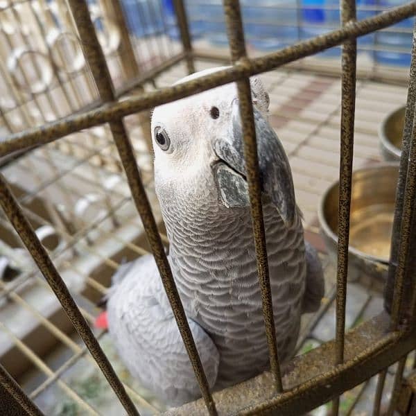 African Gray (ten months) 1