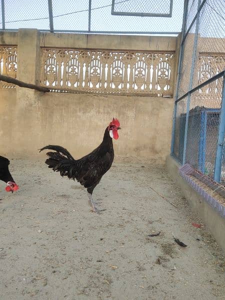 Black Manarka 3 Male for sale 1