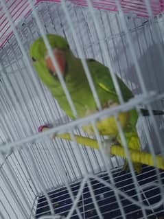 healthy active male parrot Bolta b ha