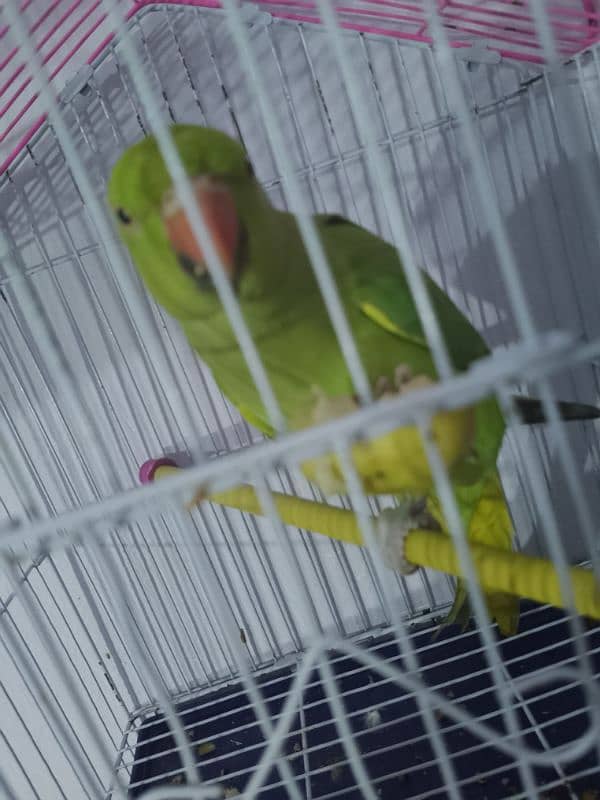 healthy active male parrot Bolta b ha 0