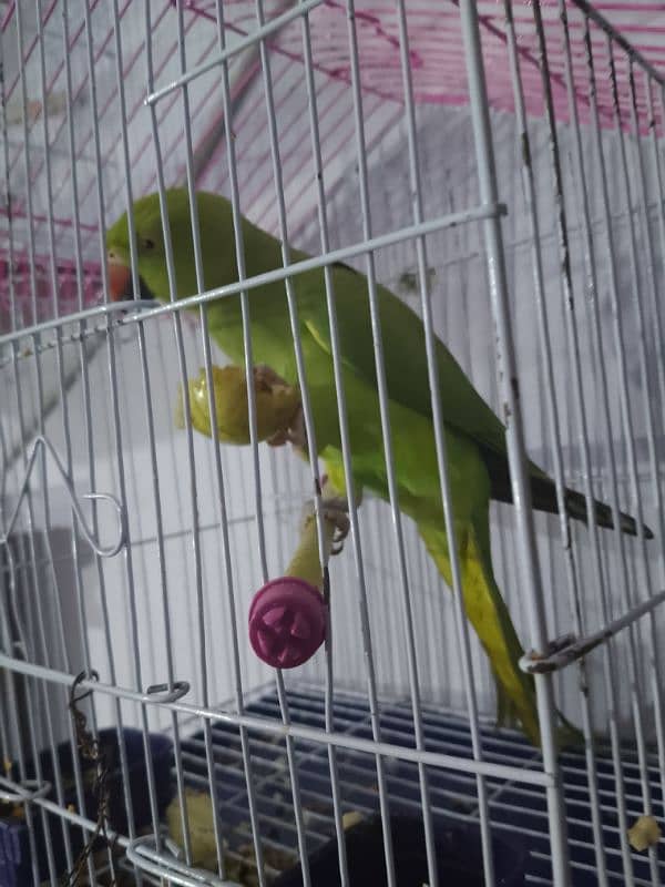 healthy active male parrot Bolta b ha 1