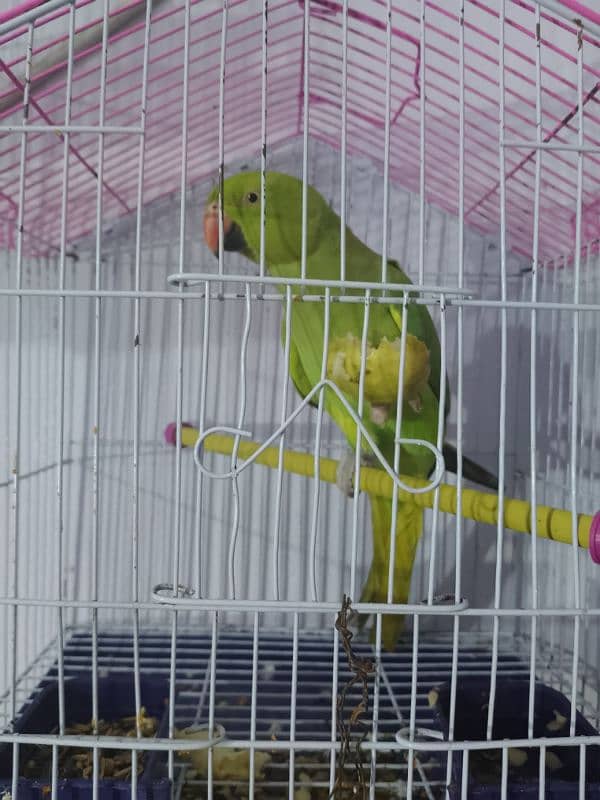 healthy active male parrot Bolta b ha 2