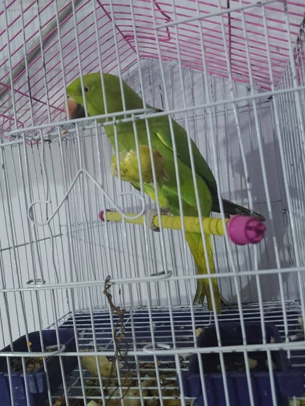 healthy active male parrot Bolta b ha 3