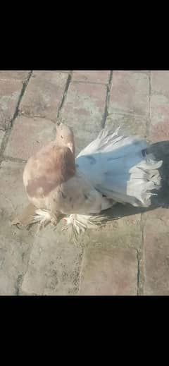 Pigeon Male and Female Pair