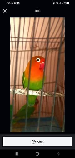 Fisher lovebird female or budgie pair 0