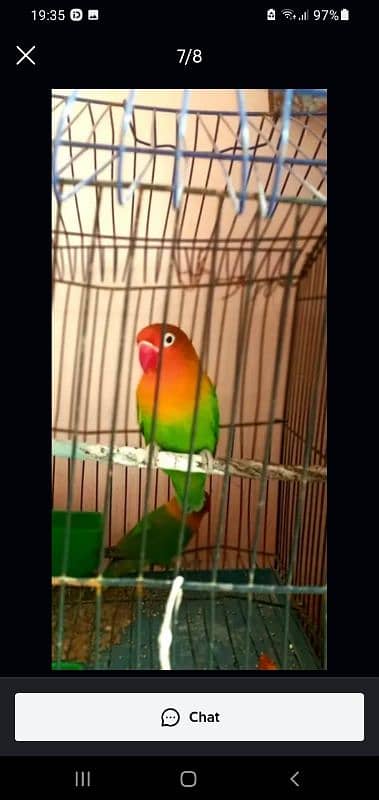 Fisher lovebird female or budgie pair 1