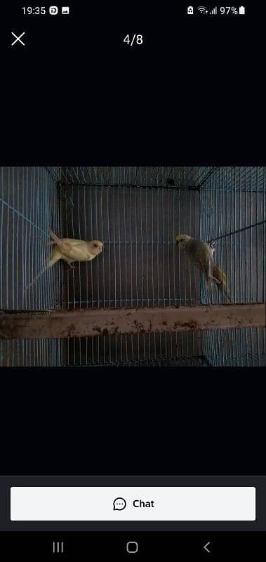 Fisher lovebird female or budgie pair 4