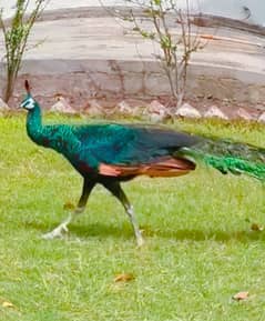 Green emerald peacock top quality breeder pair